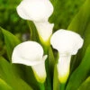 Menu Crystal Clear Calla Lily -Gardening Series Store 73175 calla lilies crystal clear 2 1