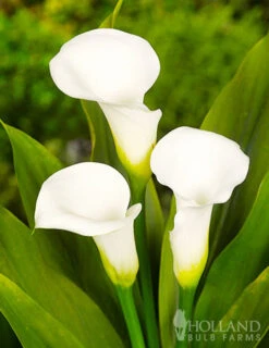 Menu Crystal Clear Calla Lily