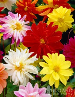 Menu Deer Resistant Summer Collection -Gardening Series Store 74102 mixed unwin dwarf dahlias value bag 3 1