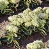 Menu Frosted Fire Sedum -Gardening Series Store 74104 frosted fire 2