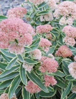 Menu Frosted Fire Sedum -Gardening Series Store 74104 frosted fire