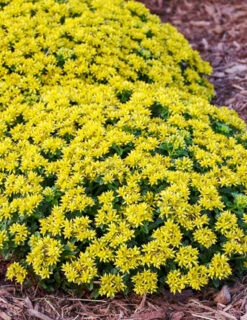 Menu Little Miss Sunshine Sedum -Gardening Series Store 74106 little miss sunshine 2