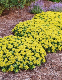 Menu Little Miss Sunshine Sedum