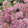 Menu Lime Zinger Sedum -Gardening Series Store 74107 lime zinger
