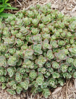 Menu Lime Zinger Sedum -Gardening Series Store 74107 lime zinger 2