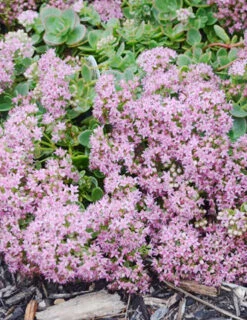 Menu Lime Zinger Sedum -Gardening Series Store 74107 lime zinger 3