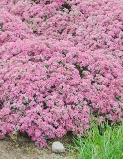 Menu Popstar Sedum -Gardening Series Store 74109 popstar 2