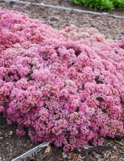 Menu Popstar Sedum -Gardening Series Store 74109 popstar 4