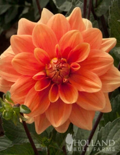 Menu Border Dahlia Collection -Gardening Series Store 74110 orange nugget border dahlia 2