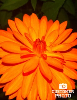 Menu Border Dahlia Collection -Gardening Series Store 74110 orange nugget border dahlia 2018 10 10 suzanne beever