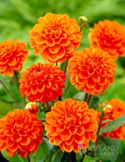 Menu Border Dahlia Collection -Gardening Series Store 74110 orange nugget border dahlia