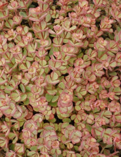 Menu October Daphne Sedum -Gardening Series Store 74112 sieboldii 3