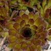 Menu Black Hens & Chicks -Gardening Series Store 74117 black hens and chicks