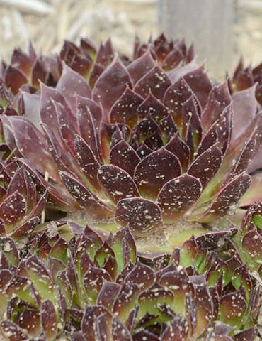 Menu Black Hens & Chicks 5 Menu Black Hens & Chicks - Image 3