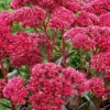 Menu Thunderhead Sedum -Gardening Series Store 74118 thunderhead sedum