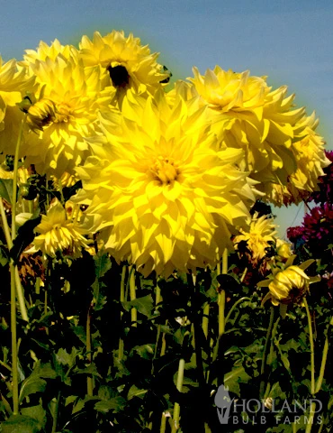 Menu Ultimate Dinnerplate Dahlia Collection 5 Menu Ultimate Dinnerplate Dahlia Collection - Image 3