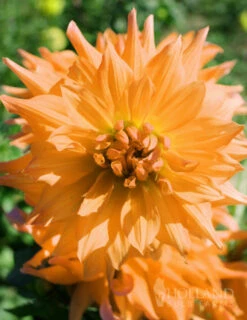 Menu Ultimate Dinnerplate Dahlia Collection 22 Menu Ultimate Dinnerplate Dahlia Collection -Gardening Series Store 74122 noordwijks glorie dinnerplate dahlia 1