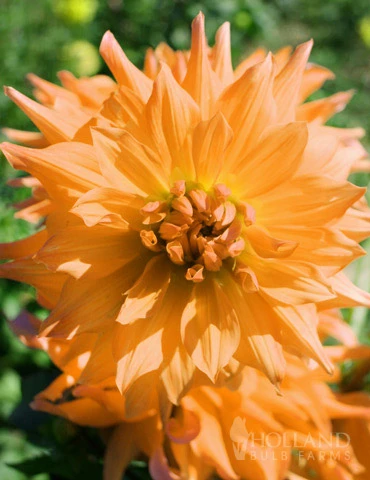 Menu Noordwijks Glorie Dinnerplate Dahlia 3 Menu Noordwijks Glorie Dinnerplate Dahlia