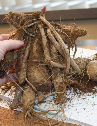 Menu Fairy's Touch Dahlia Garden 5 Menu Fairy's Touch Dahlia Garden - Image 3