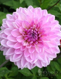 Menu Midnight Glo Dahlia Collection -Gardening Series Store 74123 lavender perfection dinnerplate dahlia
