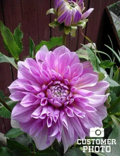 Menu Ultimate Dinnerplate Dahlia Collection 26 Menu Ultimate Dinnerplate Dahlia Collection -Gardening Series Store 74123 lavender perfection dinnerplate dahlia 3 2