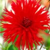 Menu Apache Fringed Dahlia -Gardening Series Store 74129 apache fringed dahlia 2