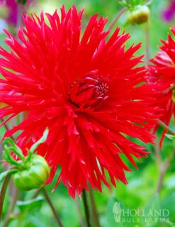 Menu Apache Fringed Dahlia -Gardening Series Store 74129 apache fringed dahlia