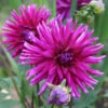 Menu Purple Gem Cactus Dahlia -Gardening Series Store 74139