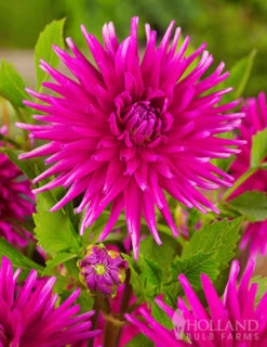Menu Midnight Glo Dahlia Collection -Gardening Series Store 74139 purple gem cactus dahlia 1