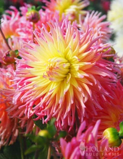 Menu Star Elite Cactus Dahlia -Gardening Series Store 74140 star elite cactus dahlia 2