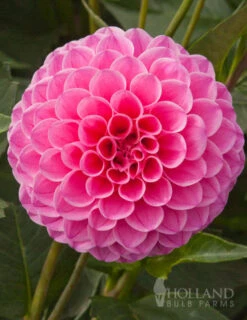 Menu Bridget's Purple Passion Trio -Gardening Series Store 74147 jan van schaffelaar pompon dahlia 1