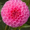 Menu Jan Van Schaffelaar Pompon Dahlia 2 Menu Jan Van Schaffelaar Pompon Dahlia -Gardening Series Store 74147 jan van schaffelaar pompon dahlia
