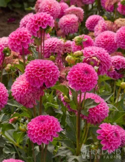 Menu Bridget's Purple Passion Trio -Gardening Series Store 74147 jan van schaffelaar pompon dahlia 2 1