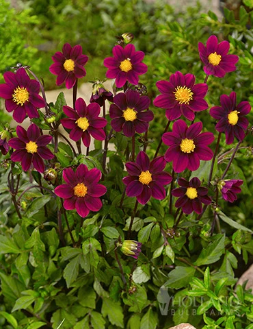 Menu Top Mix Purple Miniature Dahlias 3 Menu Top Mix Purple Miniature Dahlias