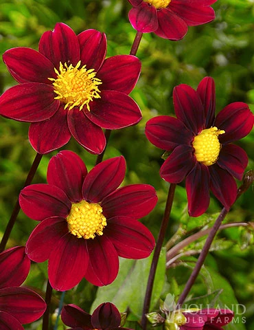 Menu Top Mix Purple Miniature Dahlias 4 Menu Top Mix Purple Miniature Dahlias - Image 2