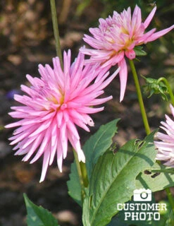 Menu Border Dahlia Collection -Gardening Series Store 74151 2018 07 11 park princess border dahlias joan geraldson