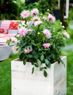 Menu Border Dahlia Collection -Gardening Series Store 74151 park princess border dahlia