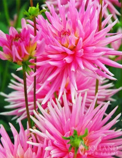 Menu Border Dahlia Collection -Gardening Series Store 74151 park princess border dahlia 3