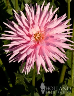Menu Border Dahlia Collection -Gardening Series Store 74151 park princess border dahlia 5
