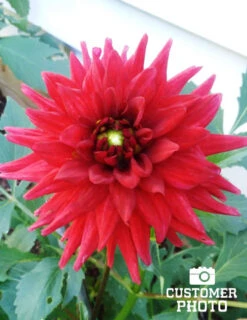 Menu Red Pygmy Border Dahlia -Gardening Series Store 74153 2 red pygmy border dahlia