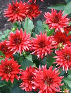Menu Border Dahlia Collection -Gardening Series Store 74153 red pygmy border dahlia 2 1