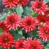 Menu Red Pygmy Border Dahlia 2 Menu Red Pygmy Border Dahlia -Gardening Series Store 74153 red pygmy border dahlia 2