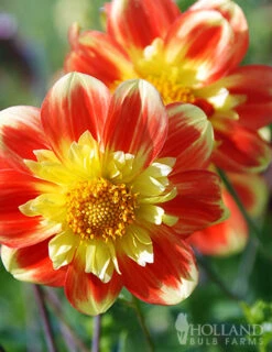 Menu Pooh Impression Dahlia 8 Menu Pooh Impression Dahlia -Gardening Series Store 74155 pooh impression dahlia