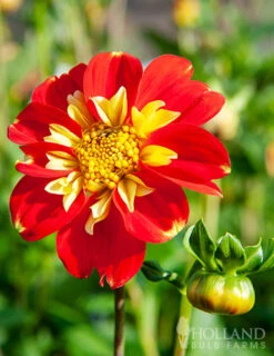 Menu Pooh Impression Dahlia 7 Menu Pooh Impression Dahlia -Gardening Series Store 74155 pooh impression dahlia 3