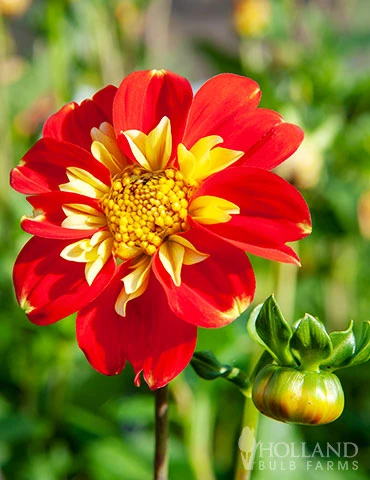 Menu Pooh Impression Dahlia 4 Menu Pooh Impression Dahlia - Image 2