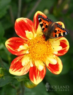 Menu Summer Patio Container Garden 32 Menu Summer Patio Container Garden -Gardening Series Store 74155 pooh impression dahlia 4 1