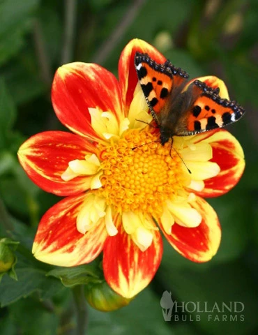 Menu Pooh Impression Dahlia 3 Menu Pooh Impression Dahlia