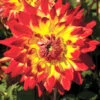 Menu Procyon Decorative Dahlia 2 Menu Procyon Decorative Dahlia -Gardening Series Store 74158 procyon decorative dahlia