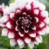 Menu Mystery Day Decorative Dahlia -Gardening Series Store 74160 mystery day decorative dahlia 2 1