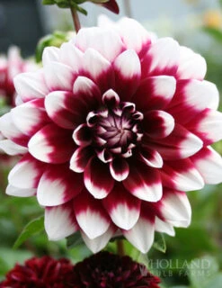 Menu Peppermint Dream Dahlia Collection -Gardening Series Store 74160 mystery day decorative dahlia 2
